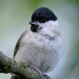 Piep einmal! Die Sumpfmeise