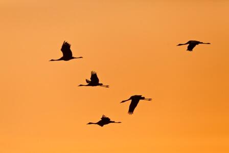 Herbstlicher Vogelzug: Showtime für die Kraniche