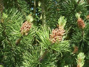 Ausflugstipp: Weihnachtsbäume selber schlagen