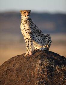 Im Reich der Raubkatzen