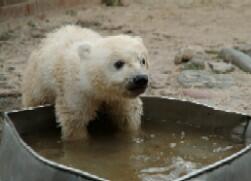 Knut und seine Freunde