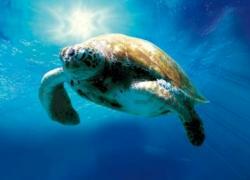 Tortuga - Die unglaubliche Reise der Meeresschildkröte