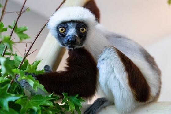 Springen und Tanzen: Coquerel-Sifakas im Tierpark