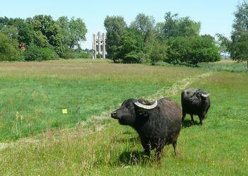 Sommerweide: Wasserbüffel auf der Pfaueninsel