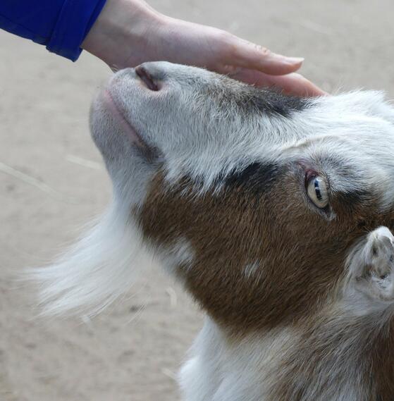 Kinderbauernhof im Görlitzer Park