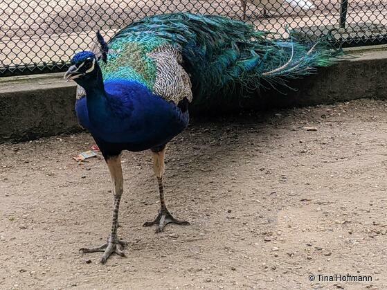 Entdeckungstour für Kinder auf der Pfaueninsel