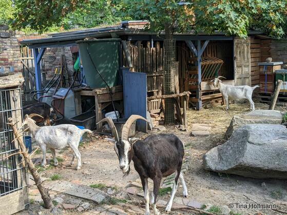 Charlottenburger Ziegenhof